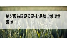 挑对-让品牌自带流量磁场-网站建设公司